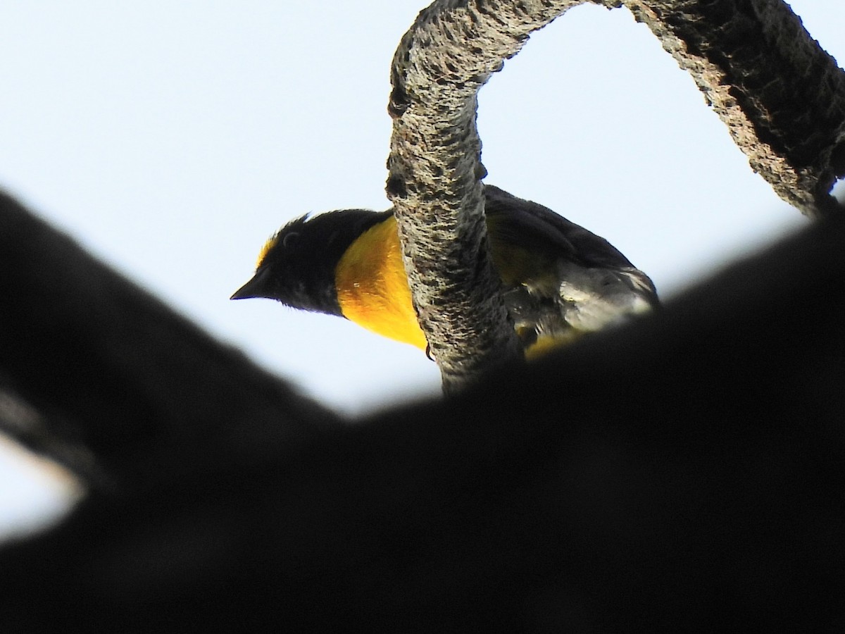 White-vented Euphonia - ML620522531