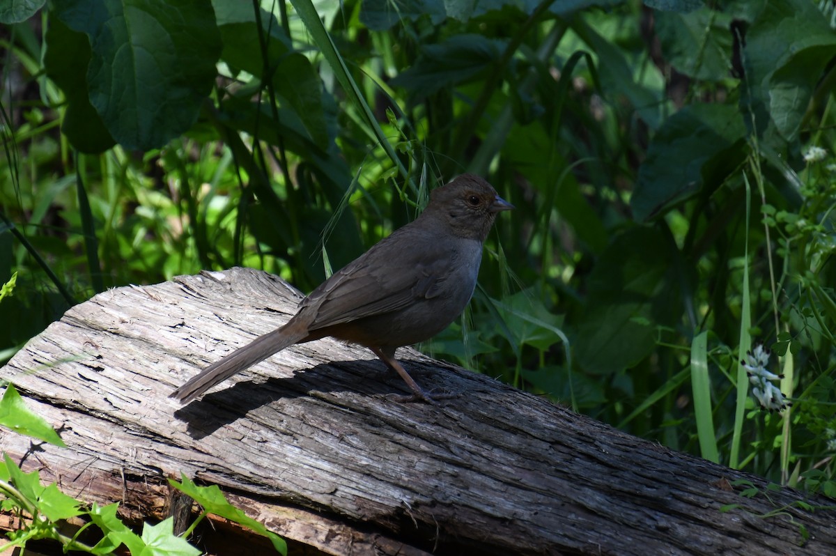 California Towhee - ML620522536