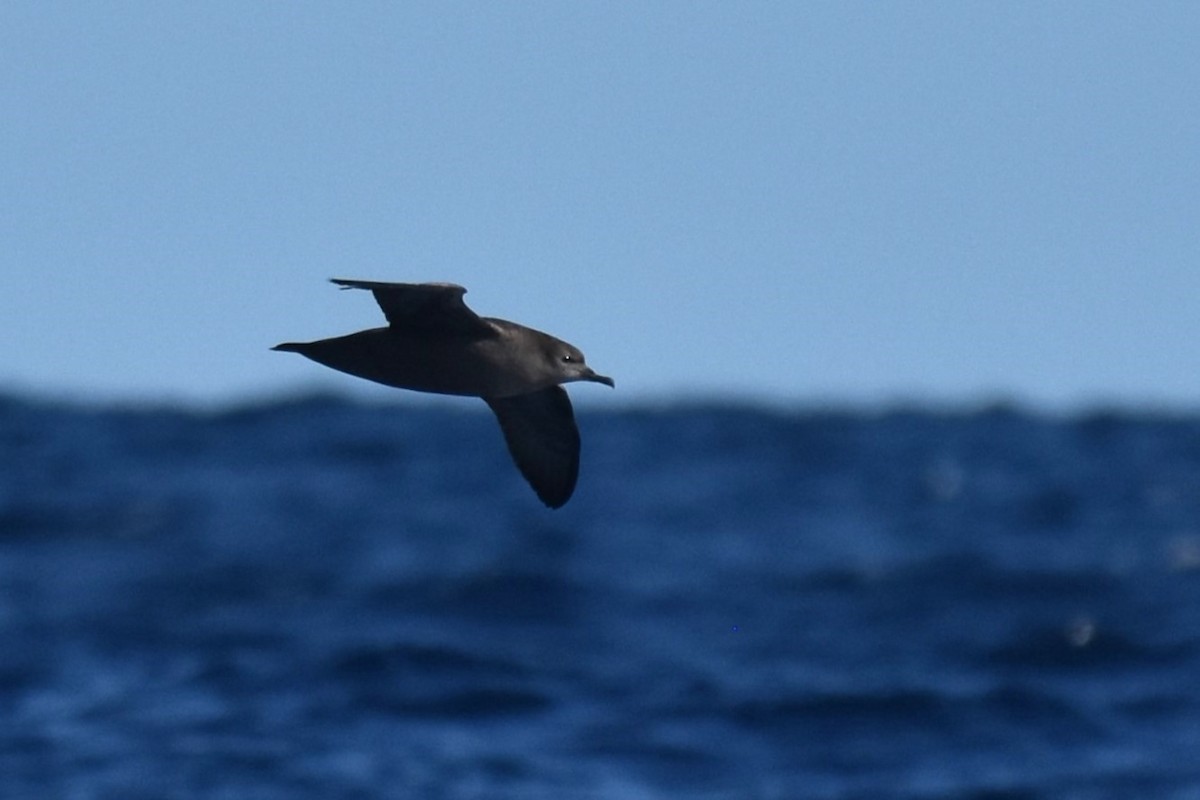 Short-tailed Shearwater - ML620522537