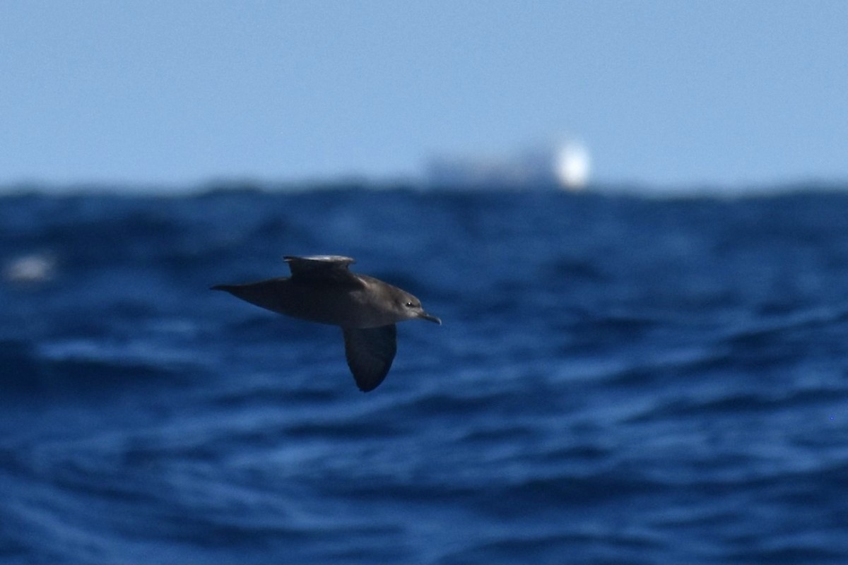 Short-tailed Shearwater - ML620522538