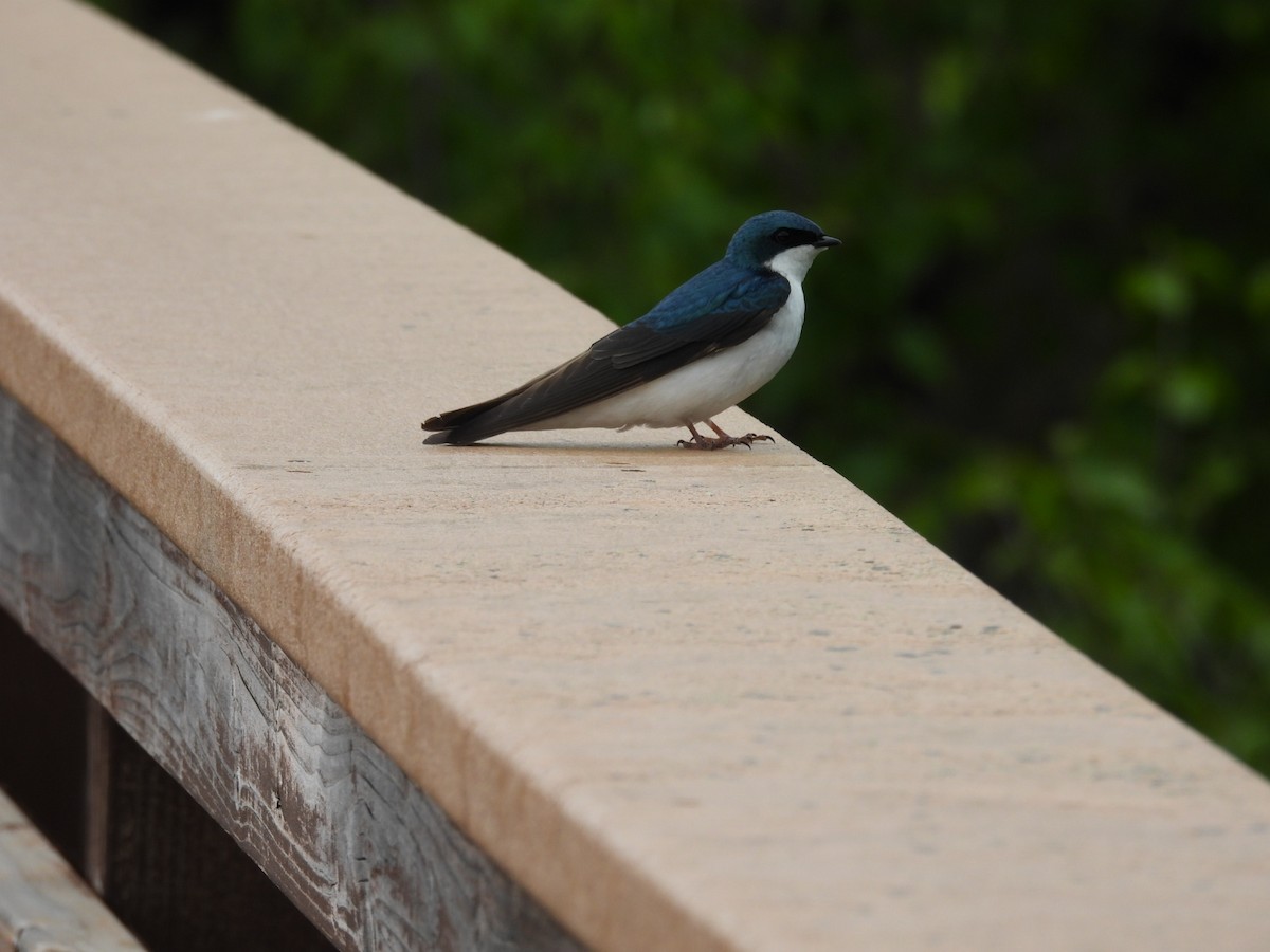 Golondrina Bicolor - ML620522540