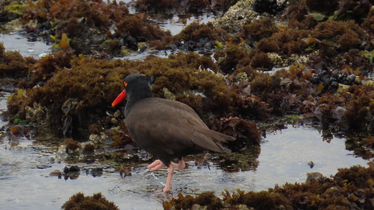 Black Oystercatcher - ML620522545