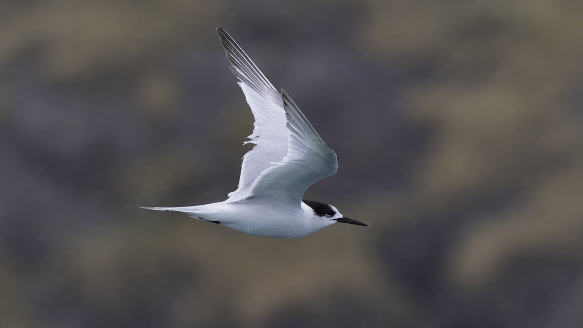 White-fronted Tern - ML620522547