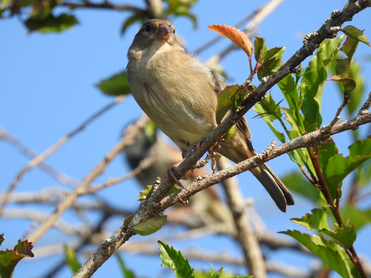 House Sparrow - Monica Mesch