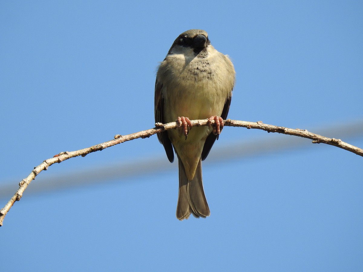 House Sparrow - ML620522551