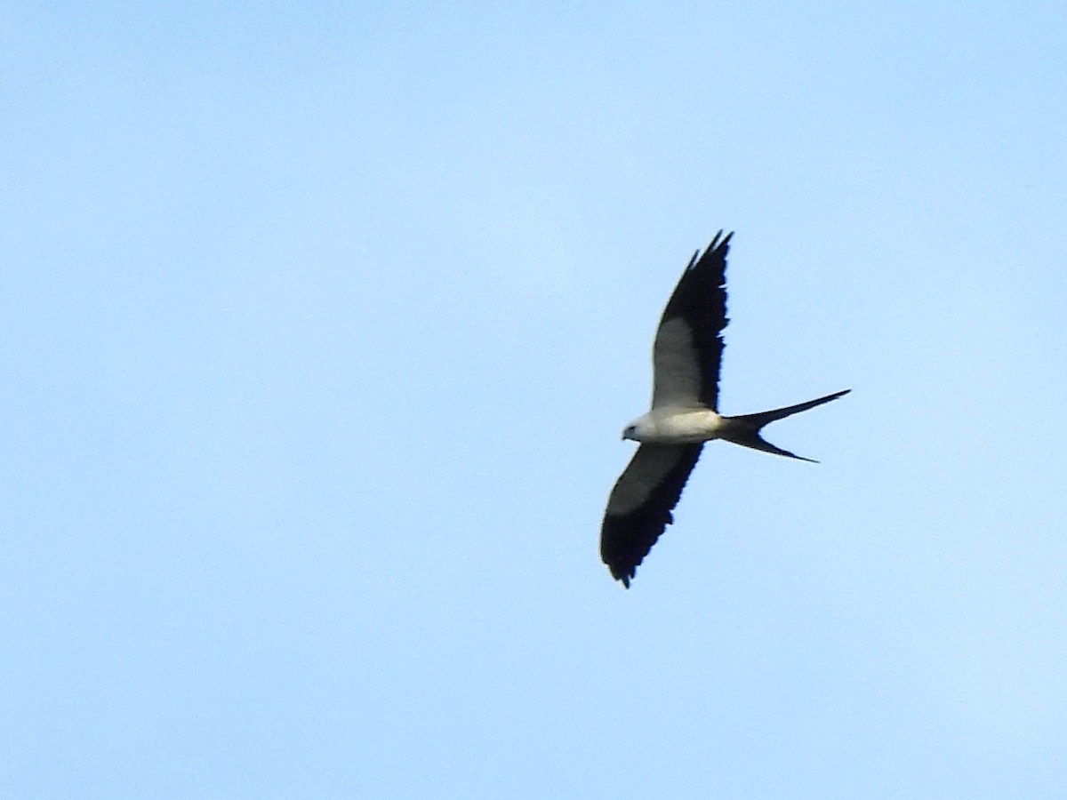 Swallow-tailed Kite - ML620522552