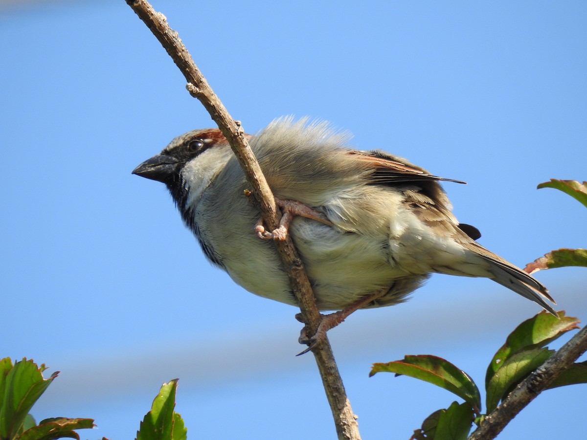 House Sparrow - ML620522554