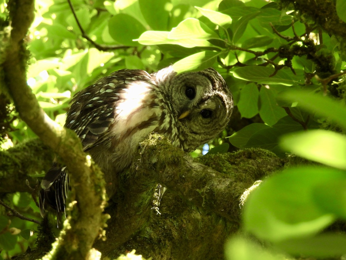 Barred Owl - ML620522555