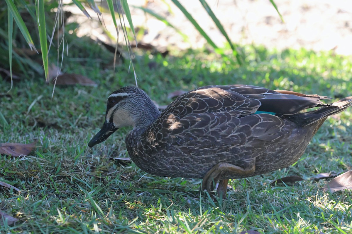 Pacific Black Duck - ML620522557