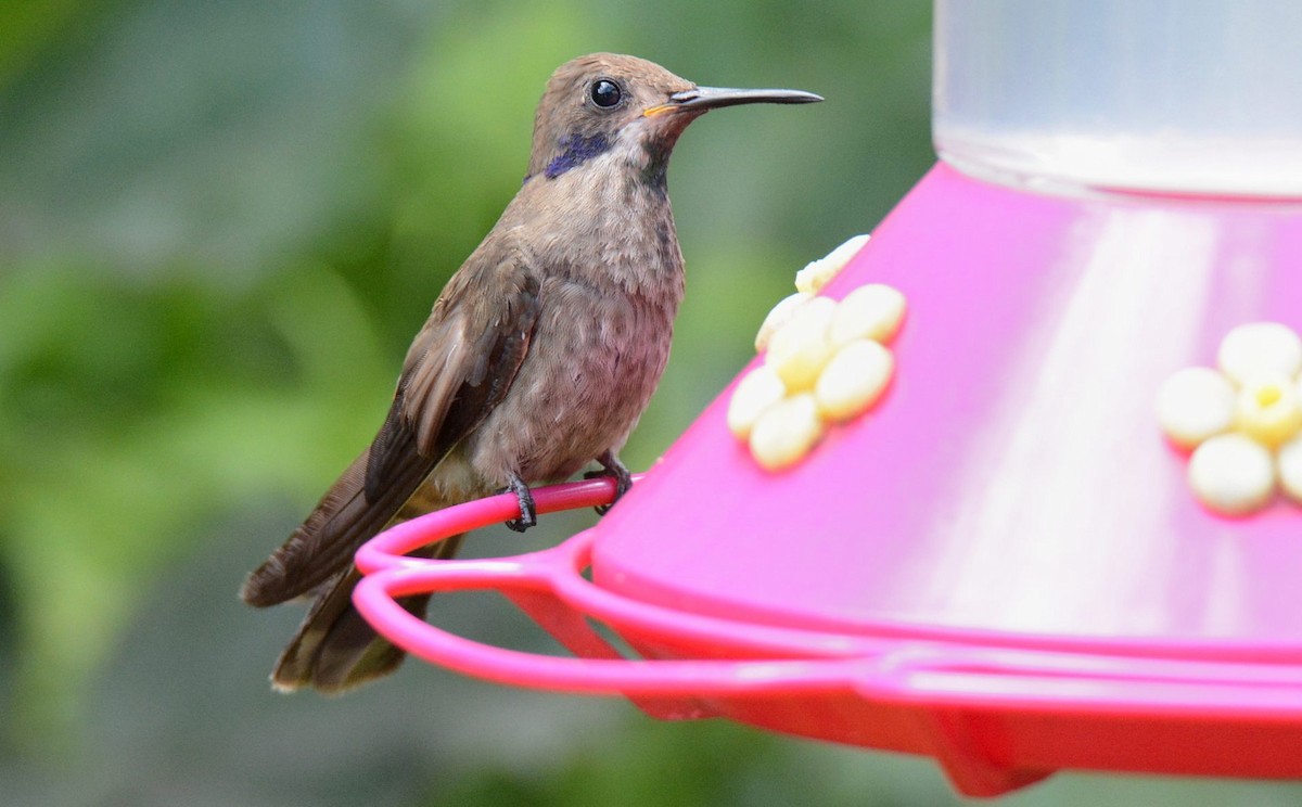 kolibřík fialovouchý - ML620522558
