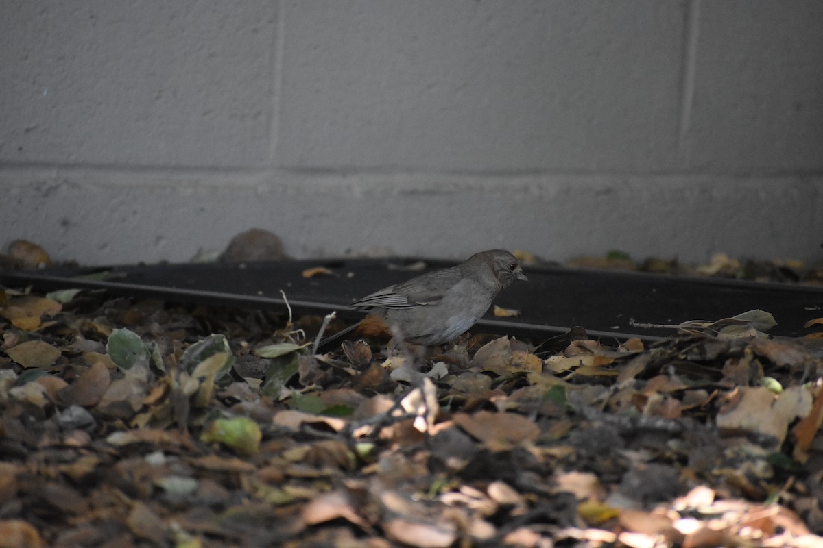 California Towhee - ML620522559