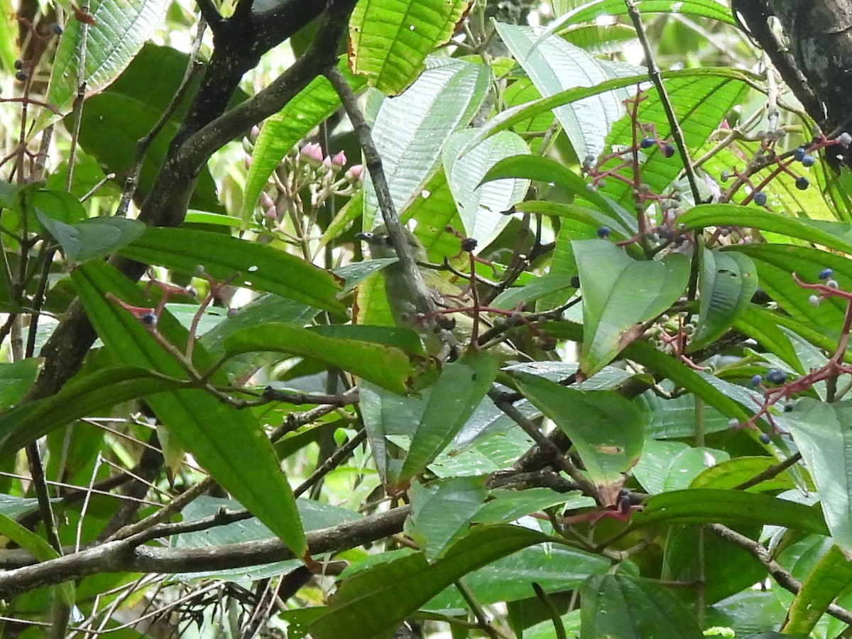 White-ruffed Manakin - ML620522564