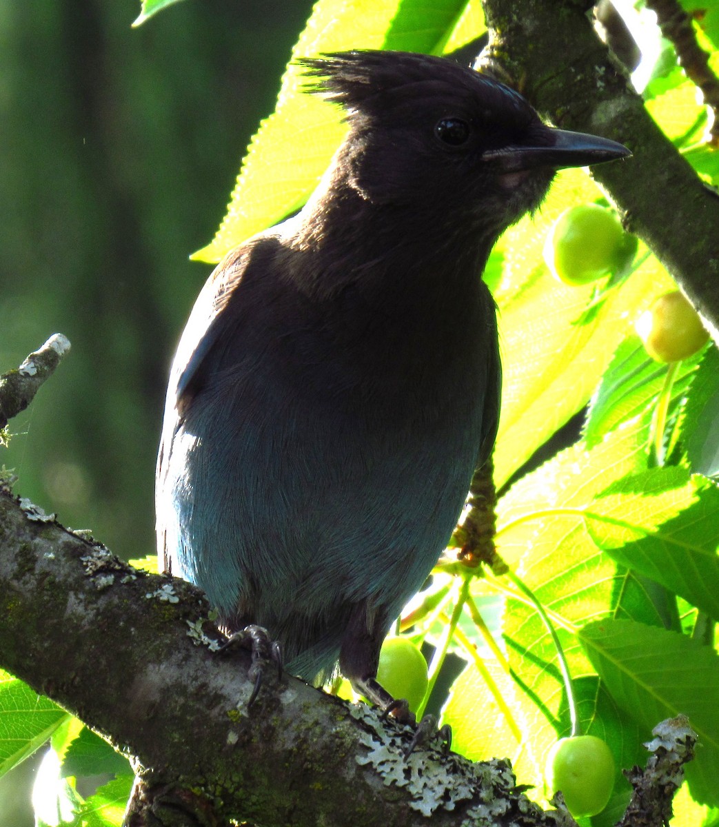 Steller's Jay - ML620522568