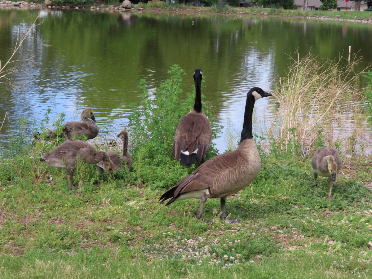 Canada Goose - ML620522583