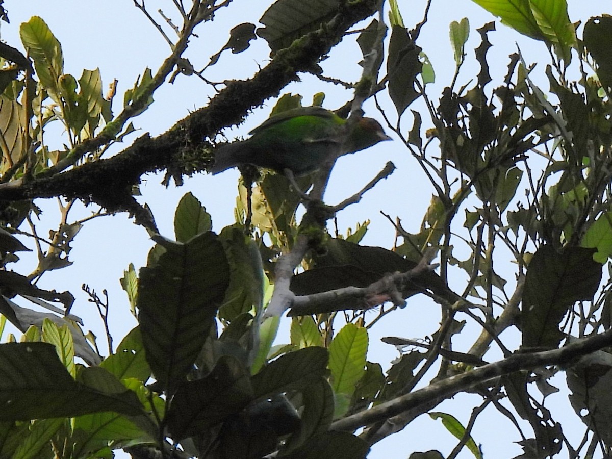 Rufous-winged Tanager - ML620522586