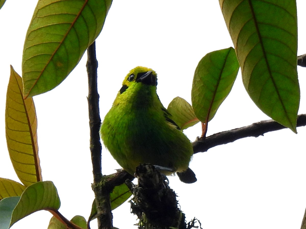 Emerald Tanager - ML620522592