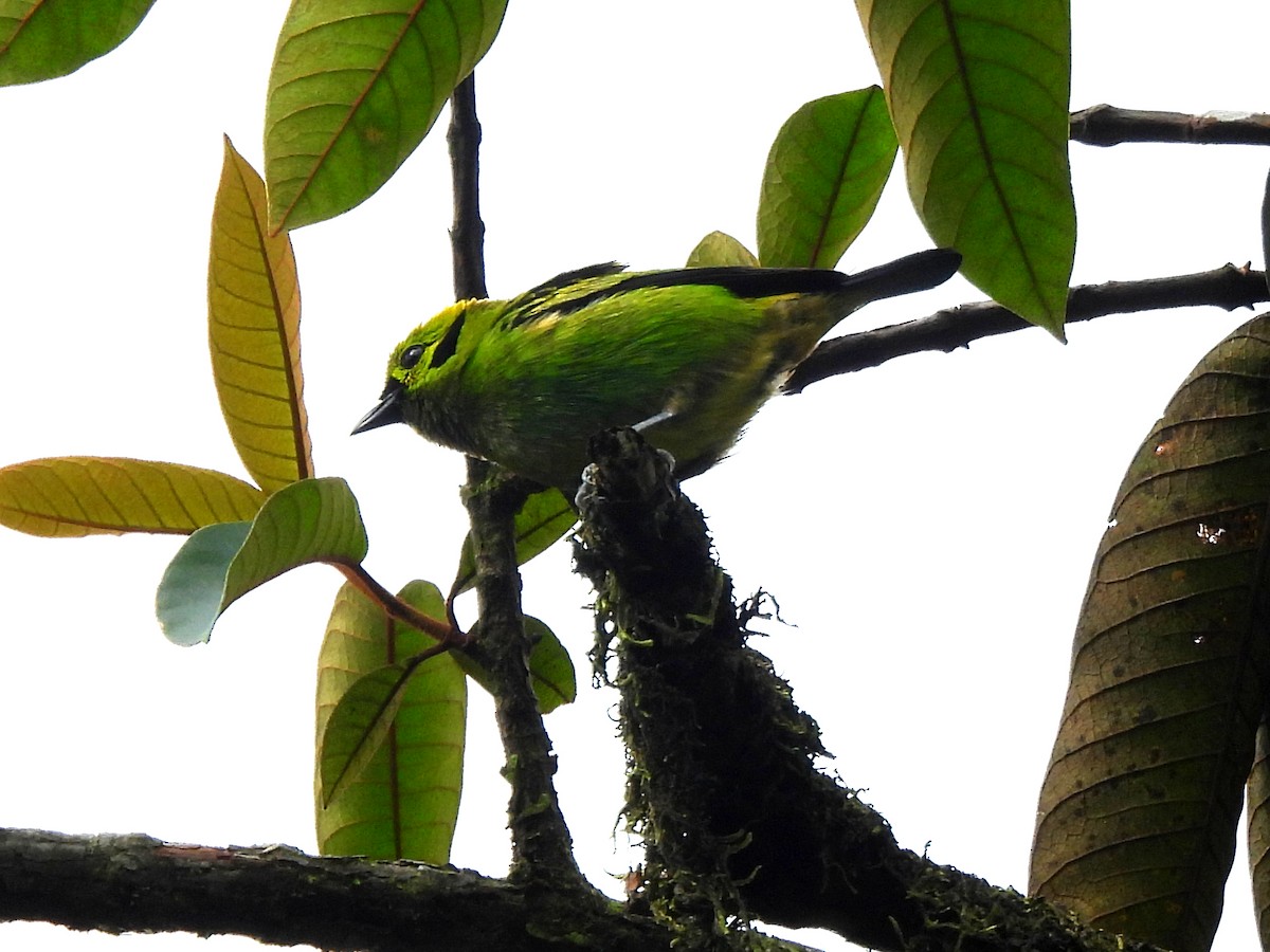 Emerald Tanager - ML620522593