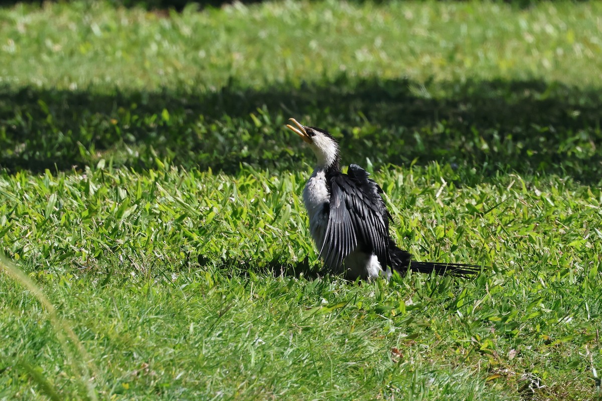 Little Pied Cormorant - ML620522599