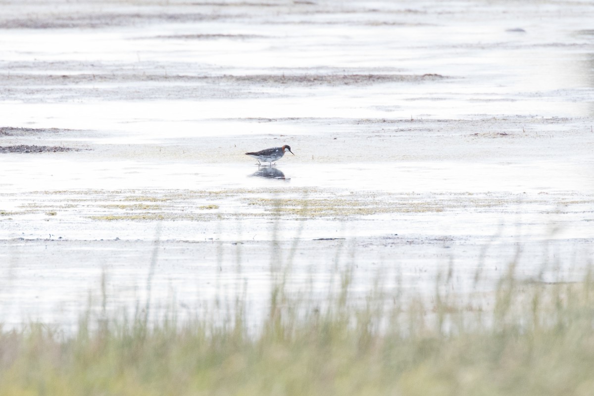 Red-necked Phalarope - ML620522601