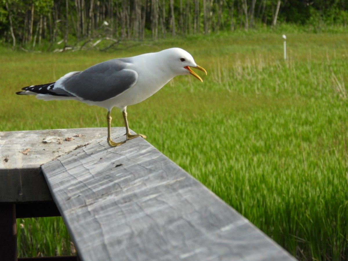 Short-billed Gull - ML620522604