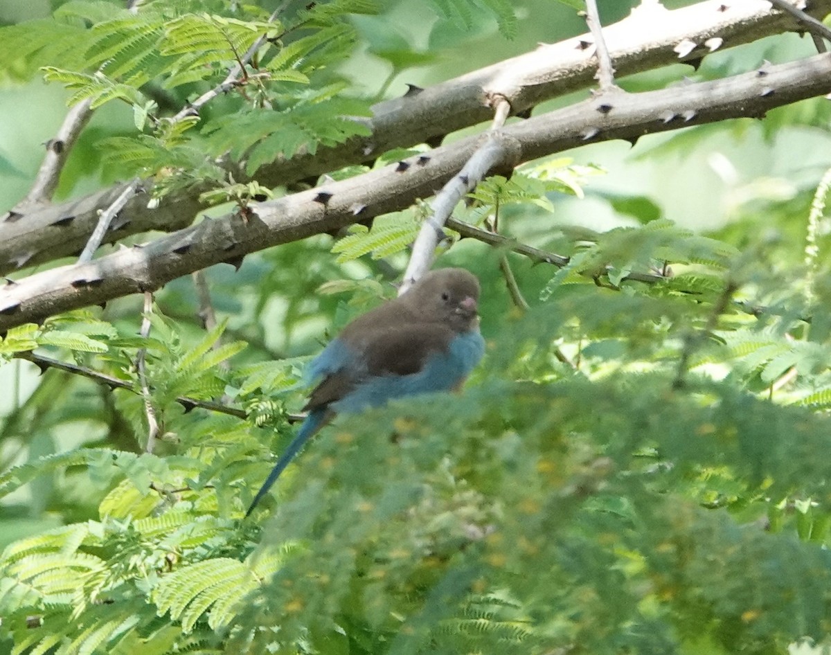 Red-cheeked Cordonbleu - ML620522605