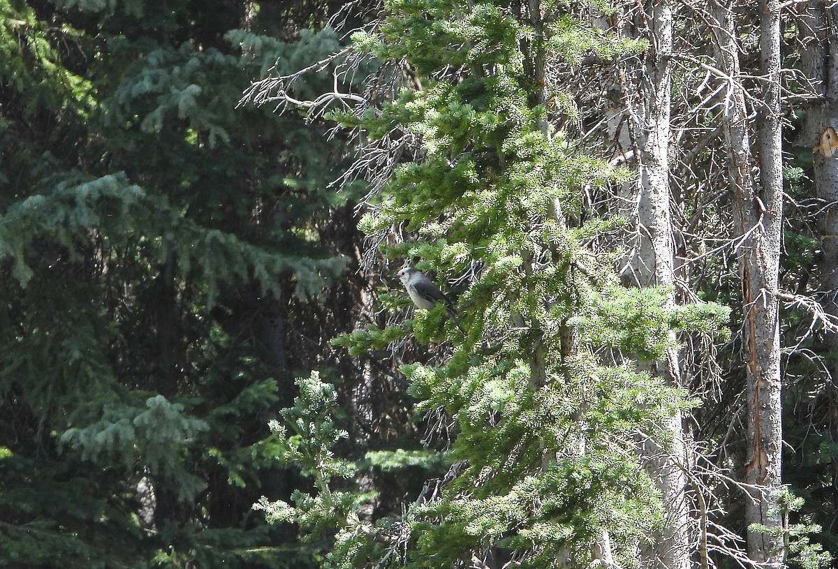 Kanada Kargası (capitalis/bicolor) - ML620522615