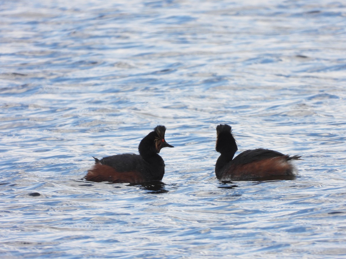 Eared Grebe - ML620522624