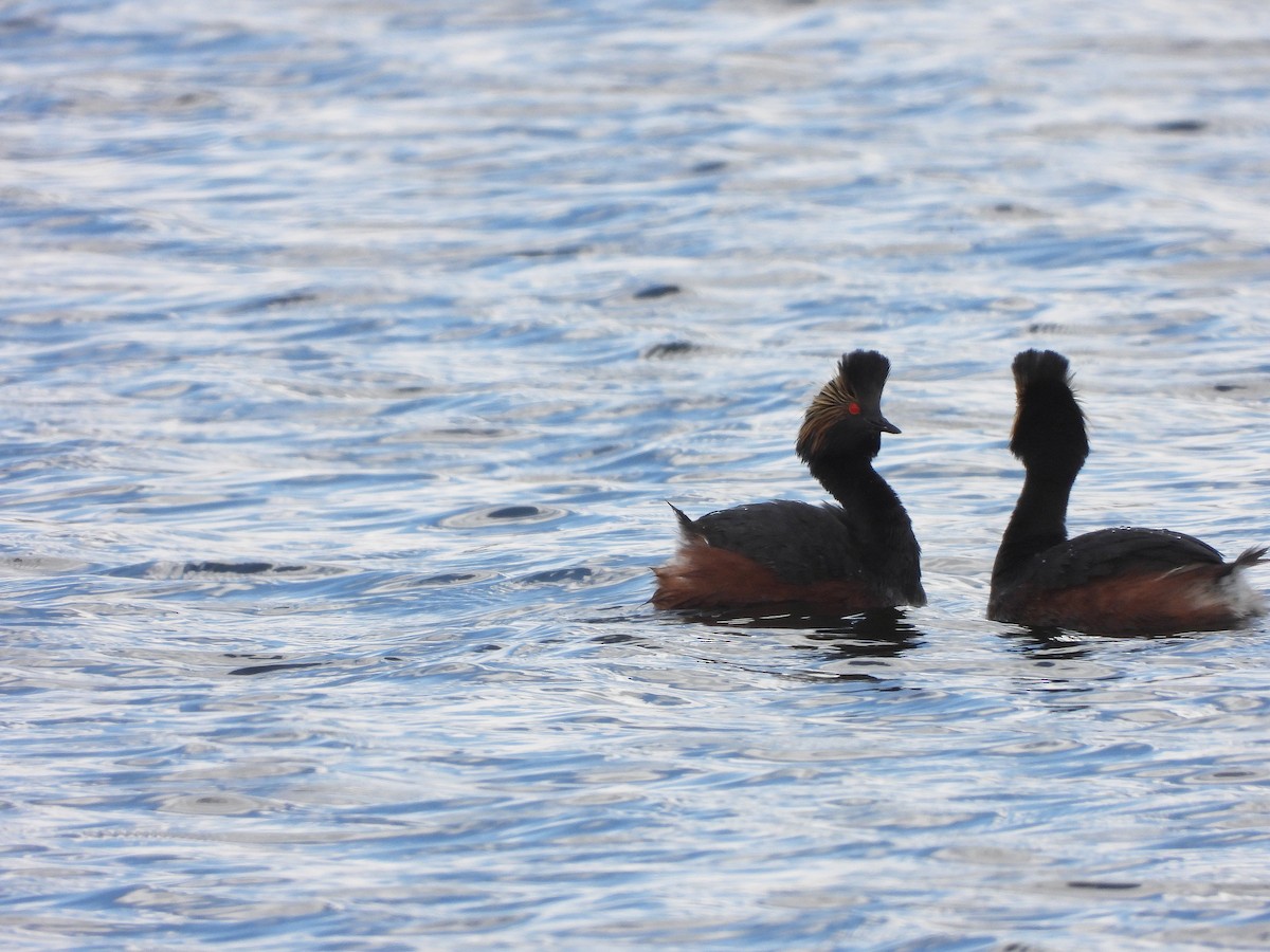 Eared Grebe - ML620522629