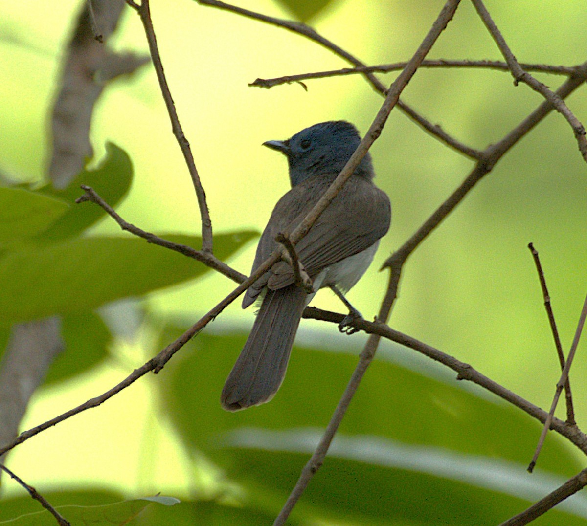 Black-naped Monarch - ML620522634