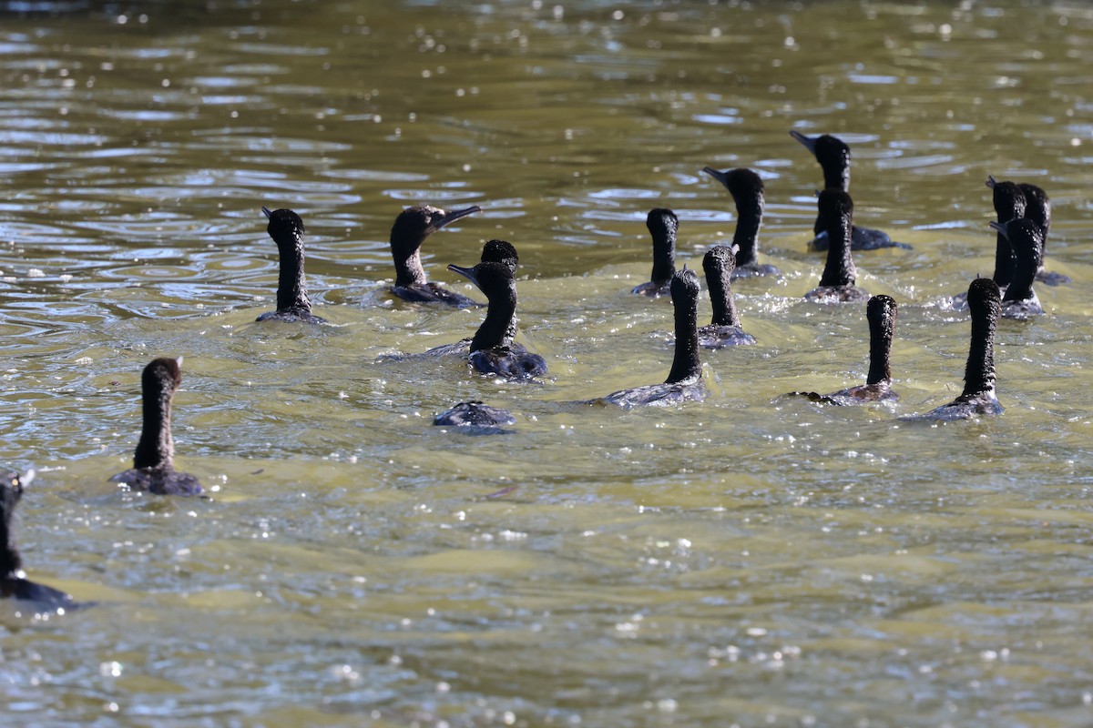 Little Black Cormorant - ML620522635