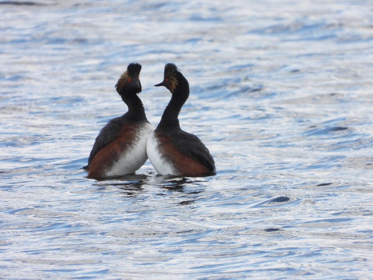 Eared Grebe - ML620522640