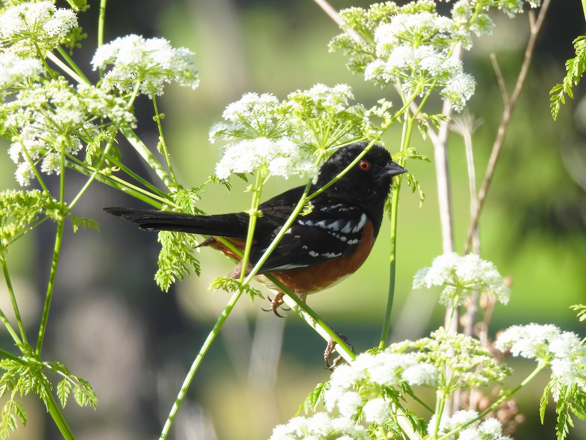 Spotted Towhee - ML620522641