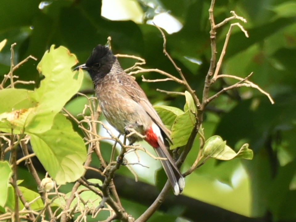 Red-vented Bulbul - ML620522642