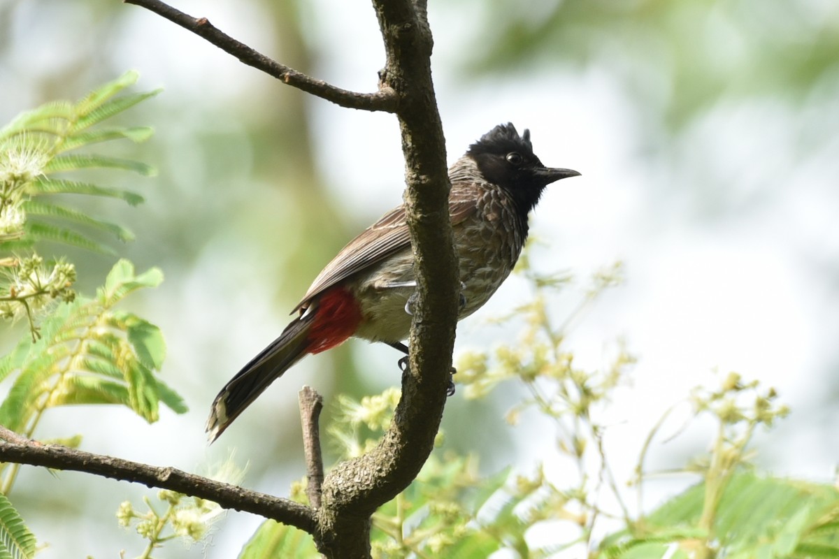 Red-vented Bulbul - ML620522643