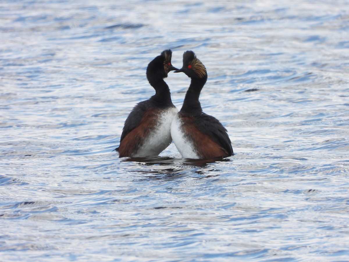 Eared Grebe - ML620522645