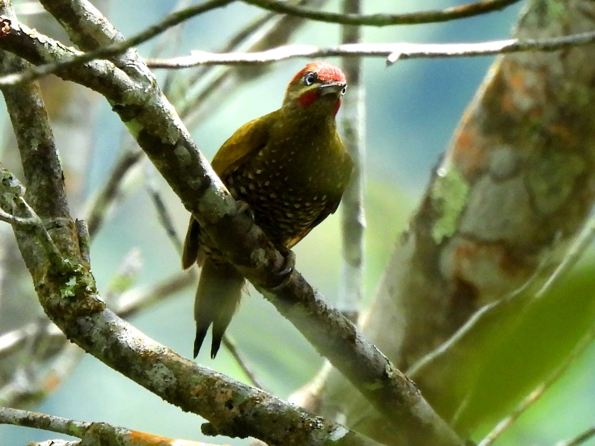 Stripe-cheeked Woodpecker - ML620522646