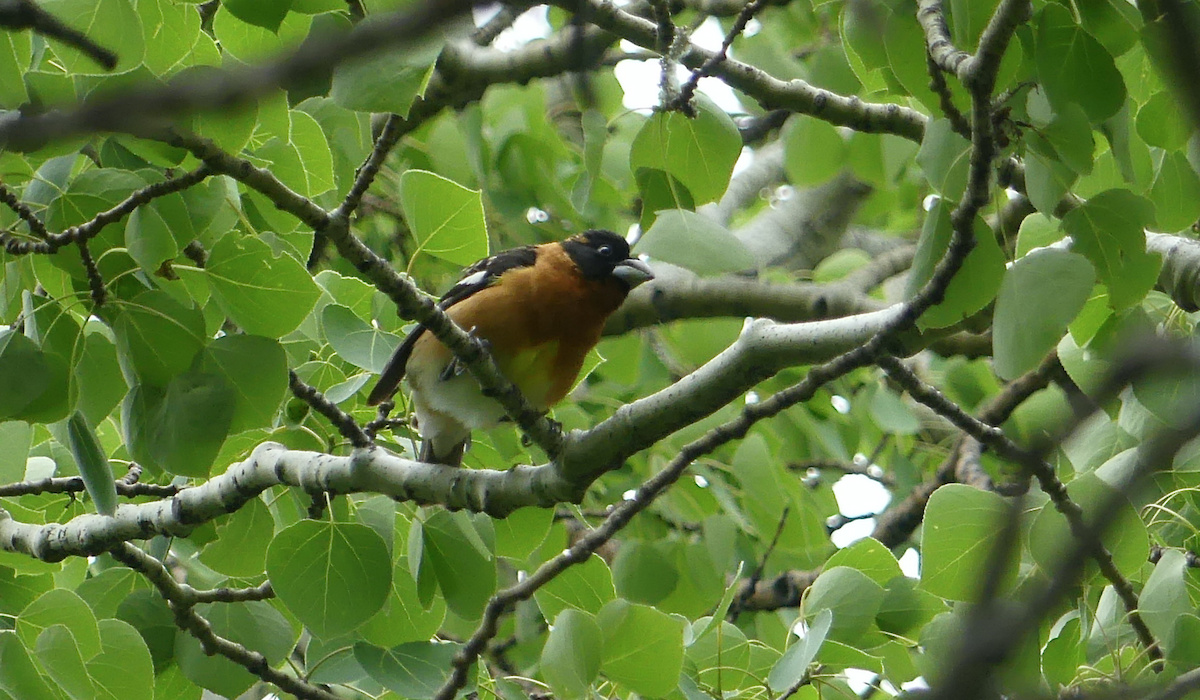 Black-headed Grosbeak - ML620522649