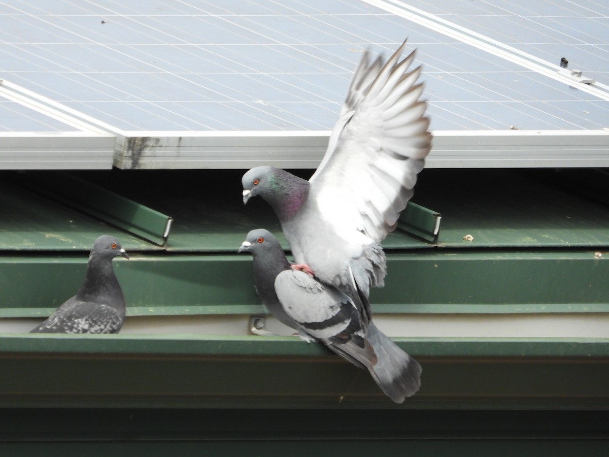 Rock Pigeon (Feral Pigeon) - ML620522651