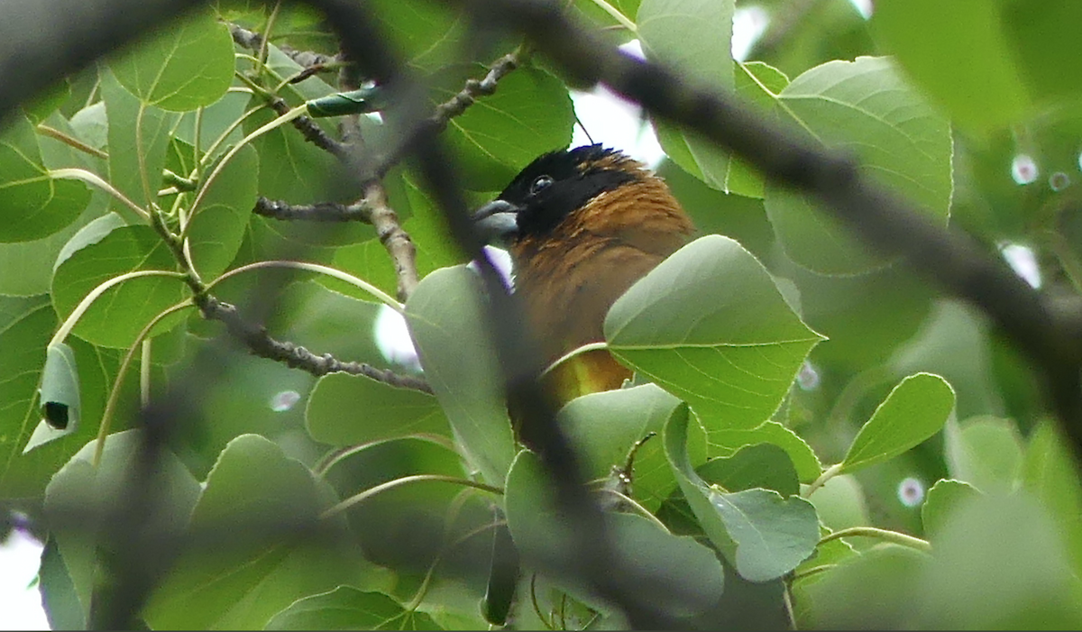 Black-headed Grosbeak - ML620522655