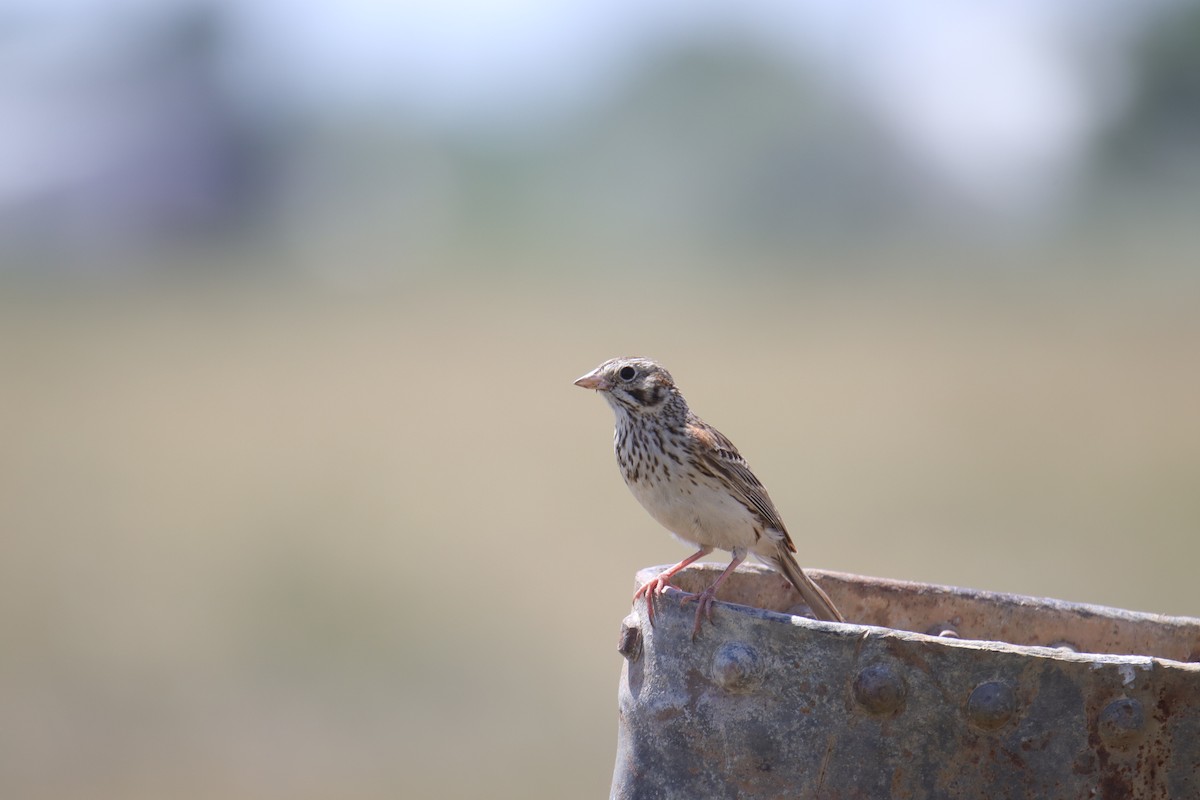 Vesper Sparrow - ML620522657