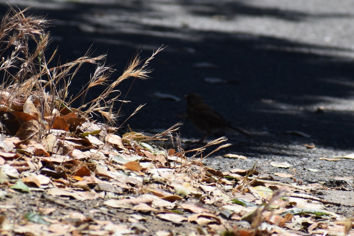 Junco ardoisé - ML620522658