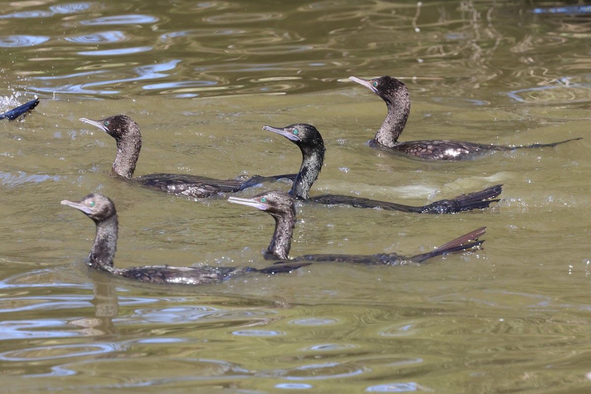 Little Black Cormorant - ML620522661