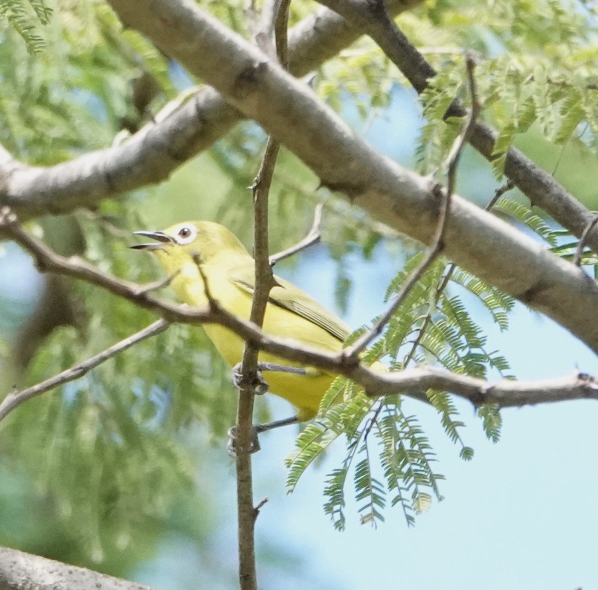 Pale White-eye - ML620522662