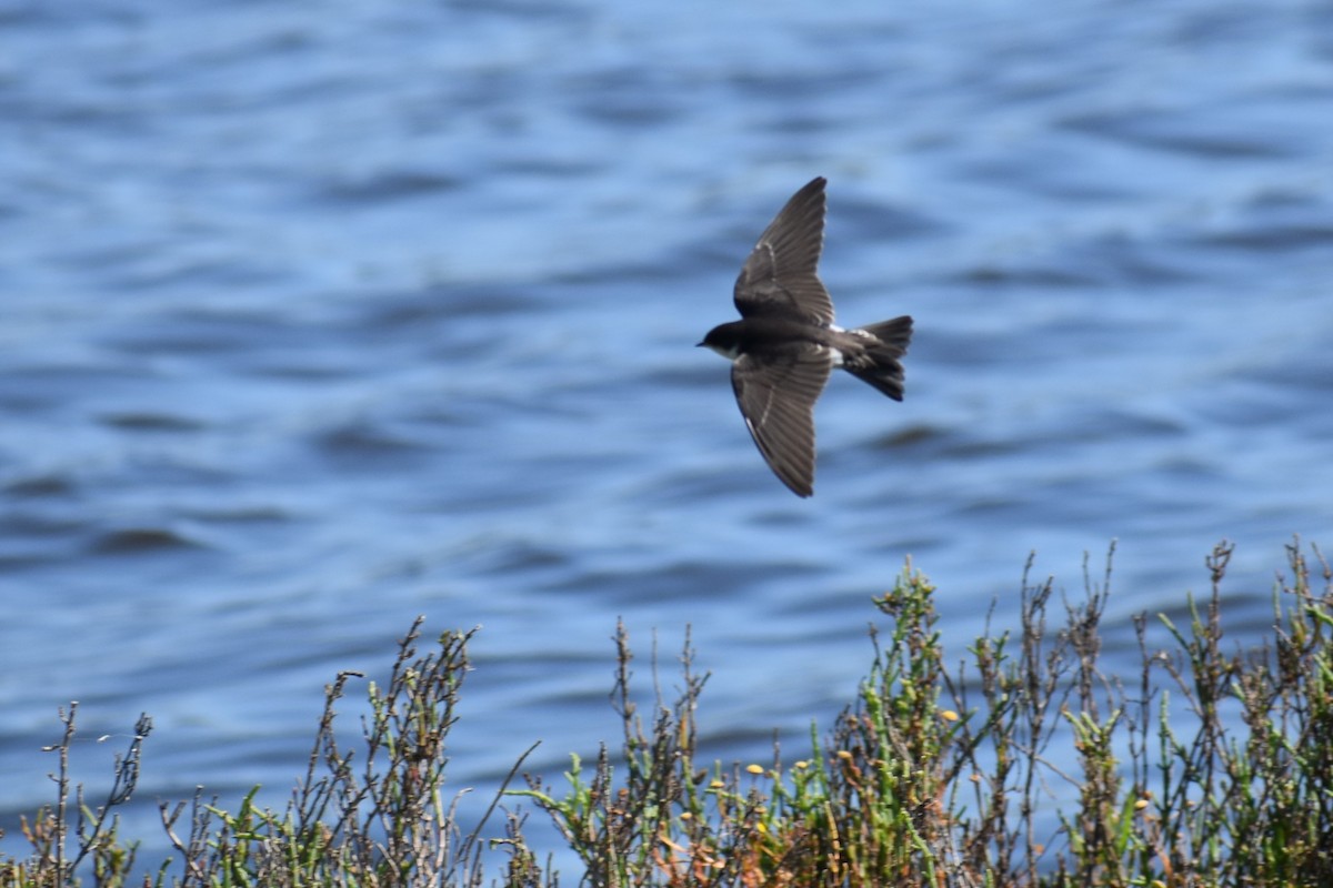 Northern Rough-winged Swallow - ML620522668