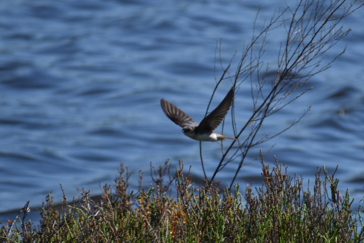 Northern Rough-winged Swallow - ML620522669
