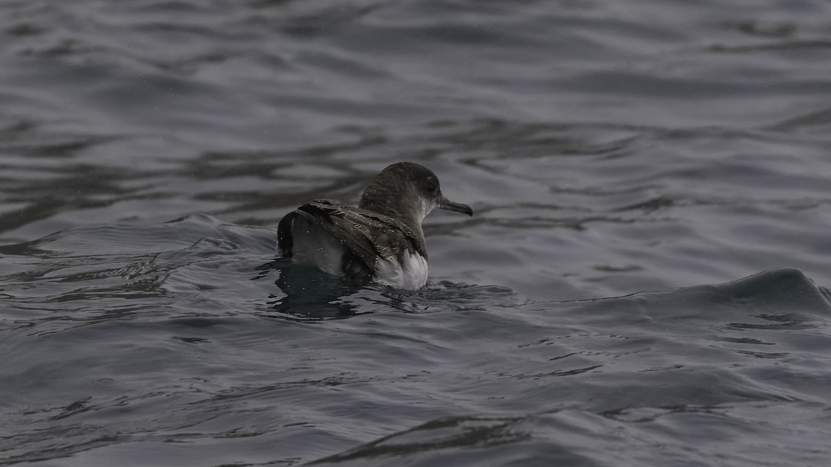 Hutton's Shearwater - ML620522673