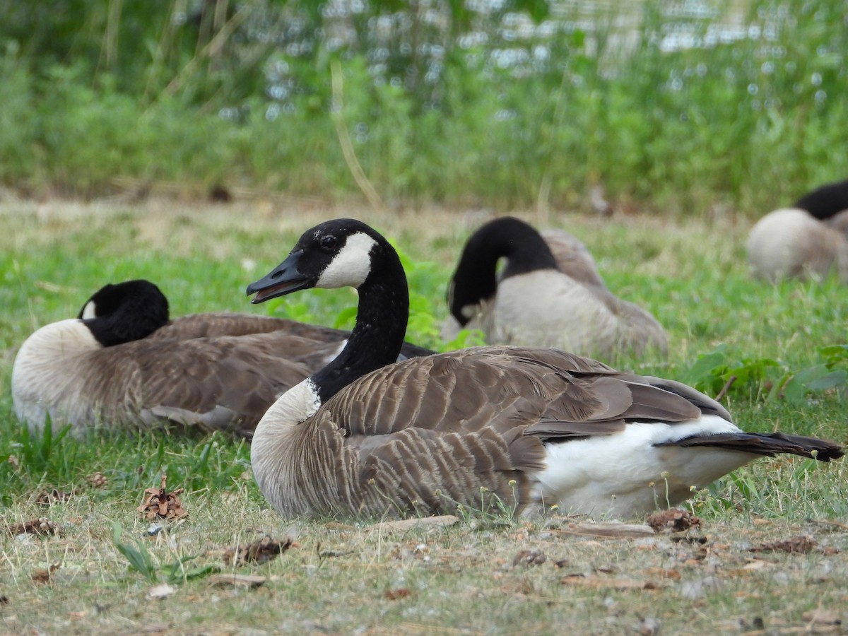 Canada Goose - ML620522677