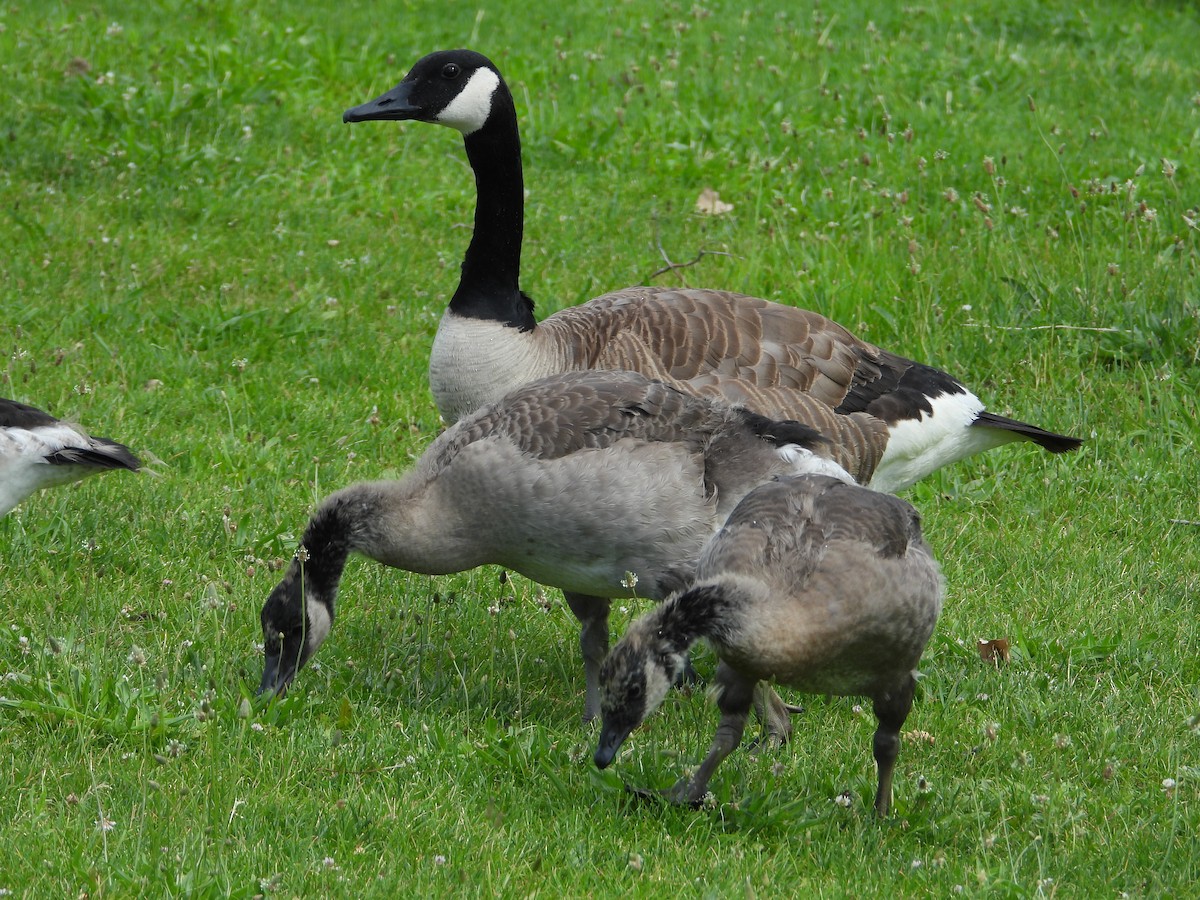 Canada Goose - ML620522678