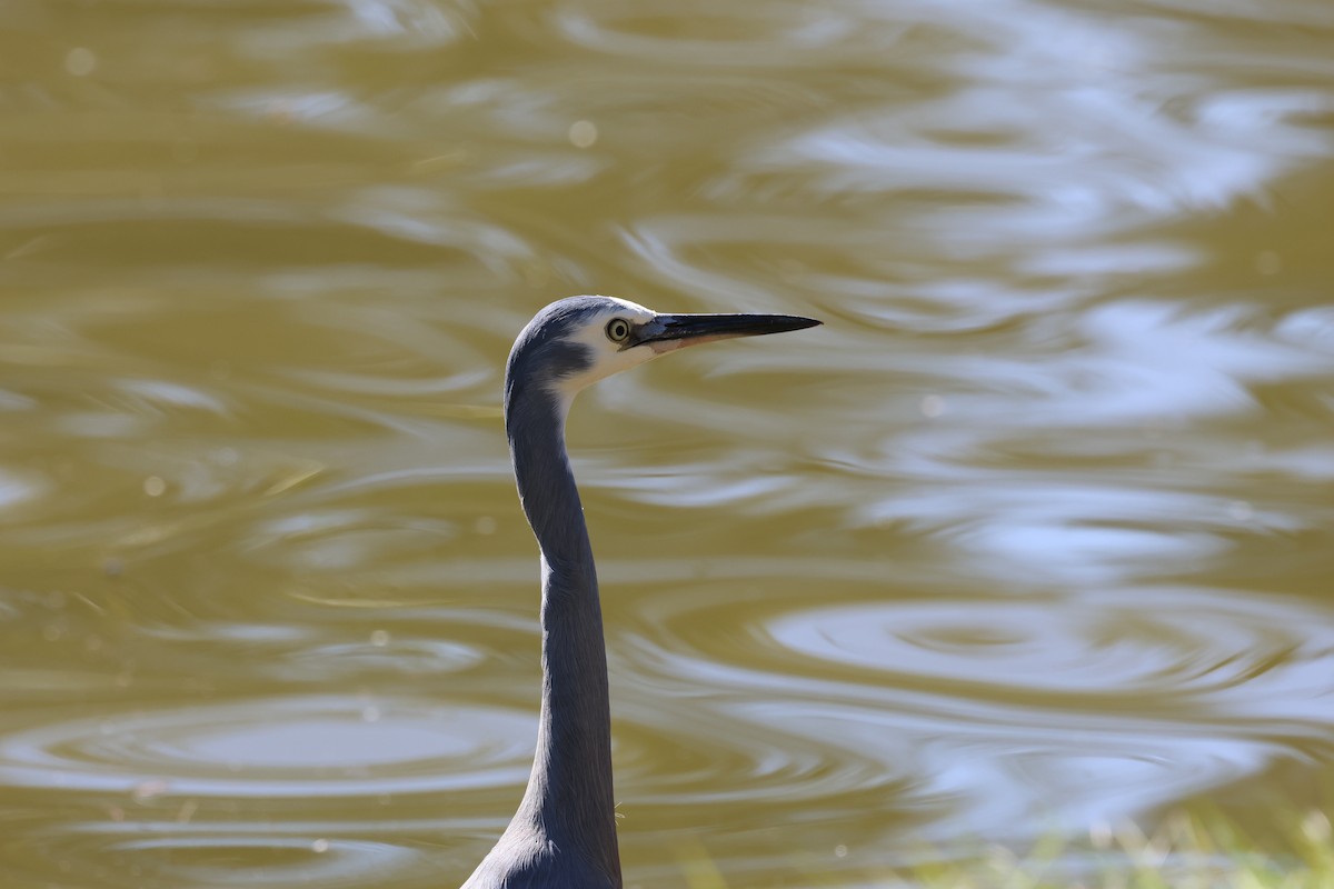 White-faced Heron - ML620522682