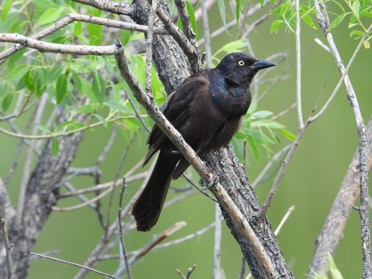 Common Grackle - ML620522685